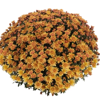 Chrysanthemum x morifolium 'Bronze' 