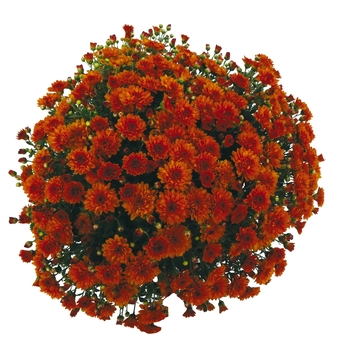 Chrysanthemum x morifolium 'Orange' 