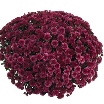 Chrysanthemum x morifolium 'Purple' 