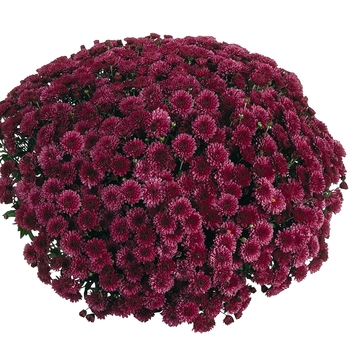 Chrysanthemum x morifolium Afterglow 'Purple'