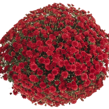 Chrysanthemum x morifolium 'Red' 