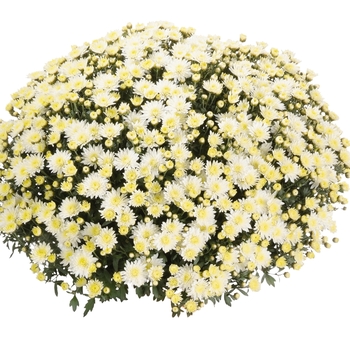 Chrysanthemum x morifolium Afterglow 'White'