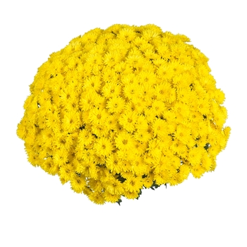 Chrysanthemum x morifolium 'Yellow' 