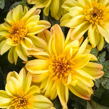 Dahlia variabilis Dahlightful® 'Tupelo Honey'