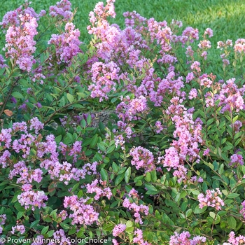 Lagerstroemia indica Infinitini® 'Orchid'