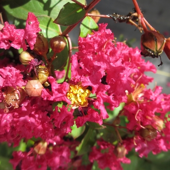 Lagerstroemia indica Infinitini® 'Watermelon'