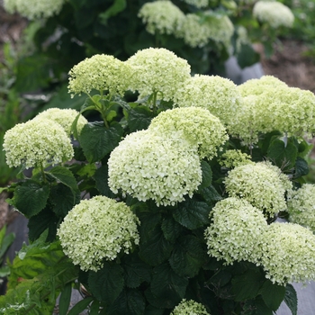 Hydrangea arborescens Invincibelle Limetta®