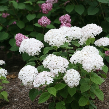 Hydrangea arborescens Invincibelle Wee White®