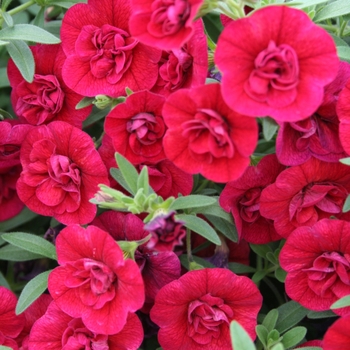 Calibrachoa 'Double Ruby' PPAF