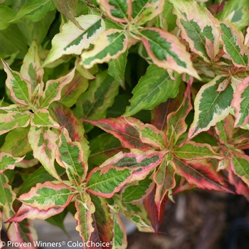 Weigela florida My Monet® 'Sunset'