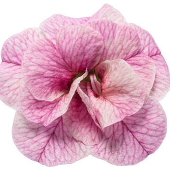 Calibrachoa Superbells® 'Double Orchid'