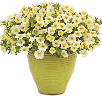 Calibrachoa Superbells® 'Over Easy™'