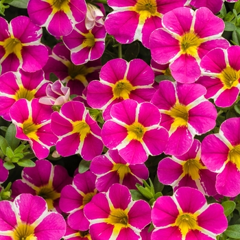 Calibrachoa Superbells® 'Rising Star™' (114897)