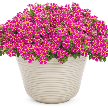 Calibrachoa Superbells® 'Rising Star™' (114898)
