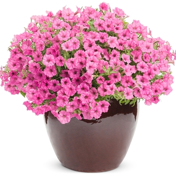 Petunia 'USTUN2401M' PP29664, Can PBRAF