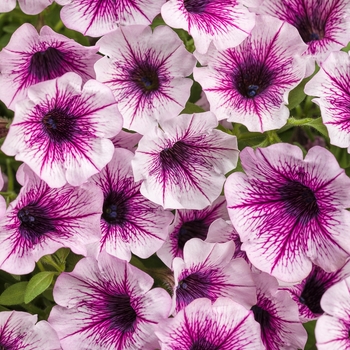 Petunia 'Mulberry Charm' PPAF, Can PBRAF