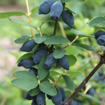 Lonicera caerulea 'Kaido' PP28662