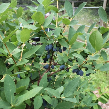 Lonicera caerulea 'Hoka' PP28593, Can PBRAF