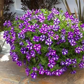 Petunia 'Blue Star' 