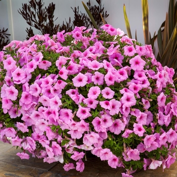 Petunia ColorWorks™ 'Pink Radiance'