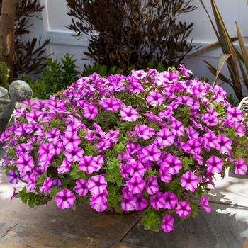 Petunia 'Rose Star' 