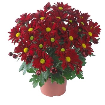 Chrysanthemum indicum 'Breeze Cardinal'