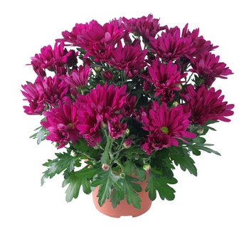 Chrysanthemum indicum 'Breeze Cassis'