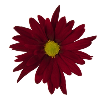 Chrysanthemum indicum 'Breeze Dark Red' 
