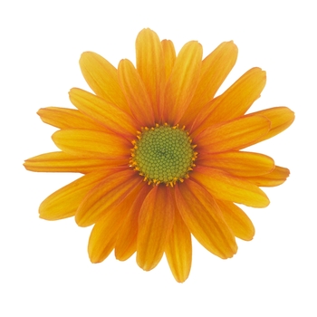 Chrysanthemum indicum 'Breeze Orange'