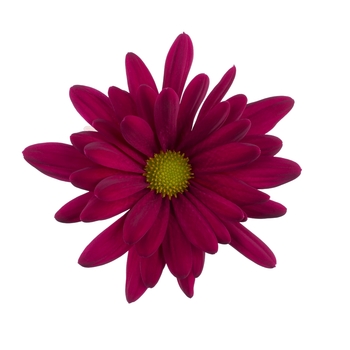 Chrysanthemum indicum 'Breeze Purple'