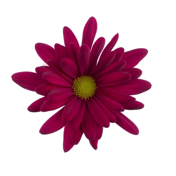 Chrysanthemum indicum 'Breeze Purple' 