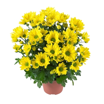Chrysanthemum indicum 'Breeze Yellow'