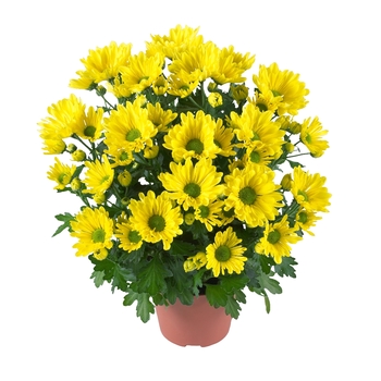 Chrysanthemum indicum 'Breeze Yellow' 