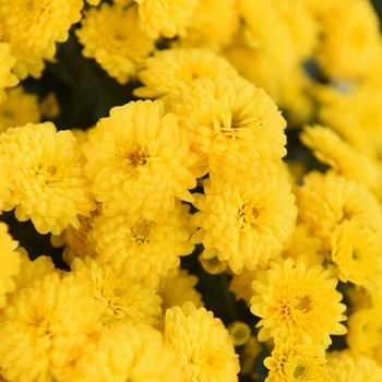 Chrysanthemum x morifolium Afterglow 'Golden'