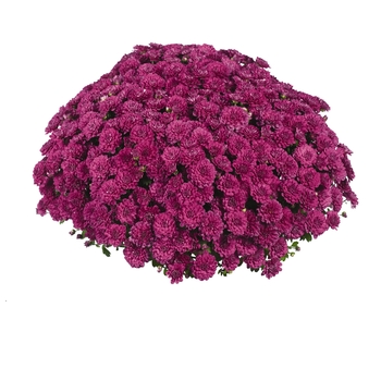 Chrysanthemum x morifolium 'Meridian Cherry Purple' 