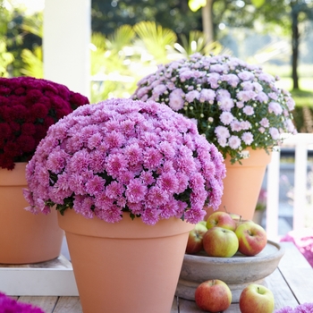 Chrysanthemum x morifolium 'Meridian Dark Pink'