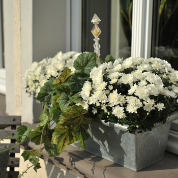 Chrysanthemum x morifolium 'Meridian White' 