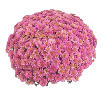 Chrysanthemum x morifolium 'Eventide Coral' 
