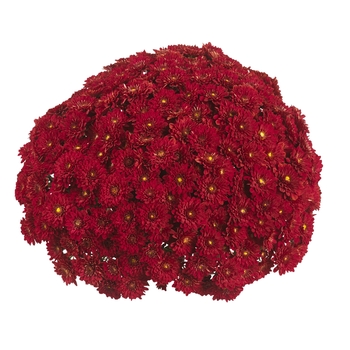 Chrysanthemum x morifolium 'Dark Red' 