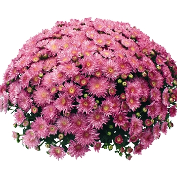 Chrysanthemum x morifolium 'Pink' 