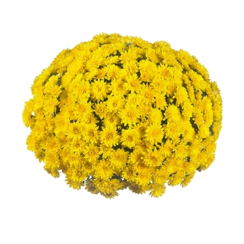Chrysanthemum x morifolium Sunbeam 'Yellow'