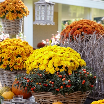 Chrysanthemum x morifolium 'Golden' 