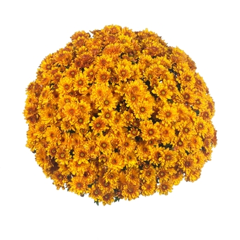 Chrysanthemum x morifolium Sunbeam 'Bronze Bicolor'