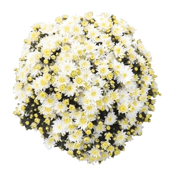 Chrysanthemum x morifolium Sunbeam 'White'