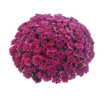 Chrysanthemum x morifolium Sunbeam 'Purple'