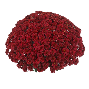 Chrysanthemum x morifolium Sunbeam 'Red'