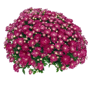 Chrysanthemum x morifolium 'Daybreak Appleblossom' 