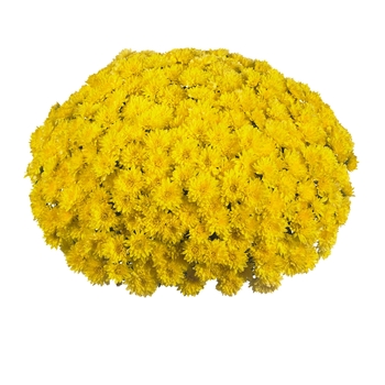 Chrysanthemum x morifolium 'Daybreak Bright Yellow' 