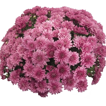 Chrysanthemum x morifolium 'Daybreak Pink' 