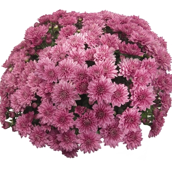 Chrysanthemum x morifolium 'Daybreak Pink'